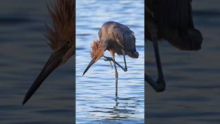 Reddish Egret Bird  facts shorts birds [upl. by Niarbo]