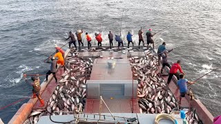 Full video of catching 10 tons of skipjack tuna in 15 minutes 🙀🎣 [upl. by Norean508]