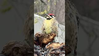 A YellowBellied Sapsucker taking in some music…can’t explain why it hung out for several minutes [upl. by Allenaj]