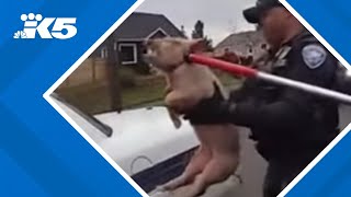 Tacoma police capture pig on the loose [upl. by Lamp]