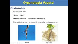 Organologia Vegetal [upl. by Pepin]