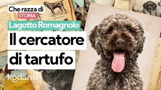 Cosa devi sapere sul Lagotto Romagnolo caratteristiche e storia del quotre del tartufoquot [upl. by Pond]