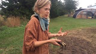 Kelly Moody  Elecampane  Medicinal Plant Cultivation Demo [upl. by Rebme]