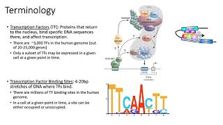 MCB 182 Lecture 13  Review  Transcriptional regulation [upl. by Feola]