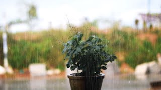 ASMRHealing white noise with the sound of rain falling around a small flower pot [upl. by Dinin]