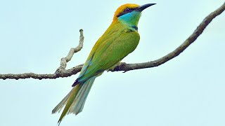 Asian green beeeater sounds [upl. by Rialb]