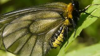 ウスバシロチョウ Parnassius citrinarius 黒化型［分布の西端 山口県産］ [upl. by Yelrak]