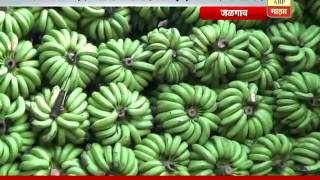 Jalgaon  Banana Rates Incress [upl. by Acira445]