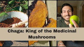 Why Chaga Inonotus obliquus is the King of the Medicinal Mushrooms [upl. by Colline630]