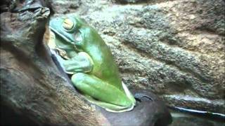 My Whitelipped Treefrogs Litoria Infrafrenata [upl. by Odilo799]