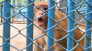 Angry Rhesus Monkey Screaming Sound [upl. by Struve896]