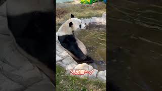 링옌 의 일상 판다 panda 灵岩 lingyan [upl. by Yenohtna646]