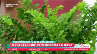 8 plantas que son indispensables para el dormitorio  La Mañana 22 [upl. by Airtemed]