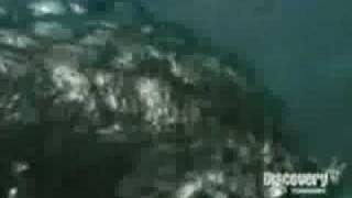 Great White Shark vs SaltWater Crocodile Shark kills Croc [upl. by Guillermo]