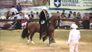 CAMPEONATO CABALLOS TROCHA PURA PEREIRA GRADO A 2016 [upl. by Gratianna]