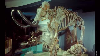 The Extinct Ice Age Mammals of North America [upl. by Airym]