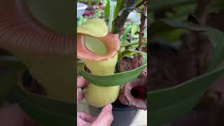 Nepenthes Ventricosa [upl. by Akcinat499]