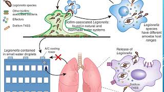 Legionella pneumophila [upl. by Ilatan]