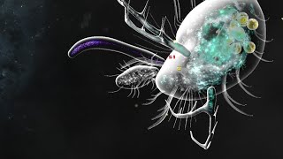 Daphnia Bionix [upl. by Retxed878]