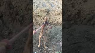 Apbt pitbull ready for fight 🔥apbt pitbull viral shorts doglover [upl. by Kciwdahc]