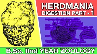 Digestive System of Herdmania in Hindi  Urochordata Herdmania  Zoology Point byRamniwas [upl. by Marienthal]