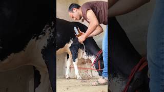 Intravenous cannulation procedure in jugular vein and calcium borogluconate infusion for milk fever [upl. by Horn56]