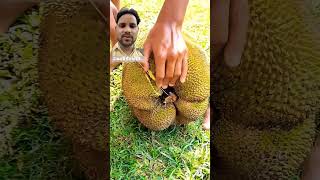 Jackfruit fruitcuttingskills durian fruitasmr shorts [upl. by Mccahill]