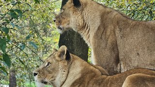 Wildlife at Knowsley Safari Park [upl. by Dyann]