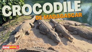 Voisinage  Les Crocodiles du Nil de Madagascar [upl. by Tlihcox]