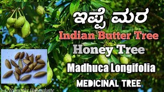 ಇಪ್ಪೆ Indian Butter Tree Honey Tree [upl. by Acinnod]