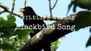 Blackbird Song [upl. by Ahsehyt]