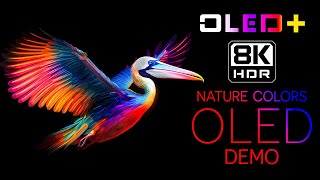 BEST OF OLED  Nature Color in 8K HDR  Dolby Vision™ [upl. by Ayanaj]