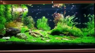 N30 Aquascaping [upl. by Wing]