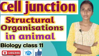 cell junction structural organisations in animal Biology class 11  NEET UP board [upl. by Anayk542]