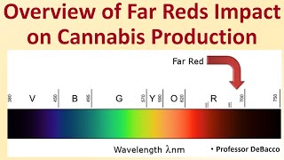 Overview of Far Reds Impact on Cannabis Production [upl. by Switzer]