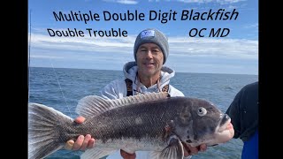 Multiple Double Digit Blackfish  Tautog  on the Double Trouble CaptDJ Ocean City Maryland [upl. by Airdnaid]