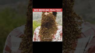 What is Bee Breeding Practice 🤯  Bee Breeding  Honey Bee  short bees honeybees [upl. by Ak]