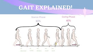 Gait Range of Motion Animation [upl. by Ojimmas469]