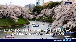 Los japoneses celebran el “Sakura” la fiesta del cerezo en flor [upl. by Ehsiom236]