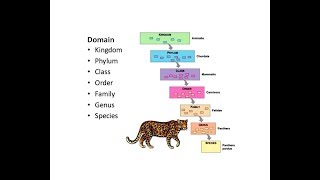 Lo Sir Teaching DSE Bio Channel  Biodiversity and Classification Part III  生物多樣性 三 [upl. by Nyret]