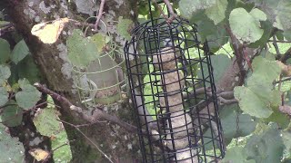 Bird feeder live 221024 [upl. by Easlehc]