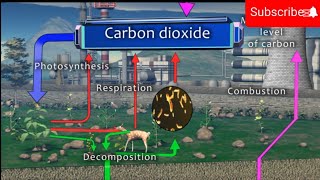 Carbon cycle  Carbon cycle animation [upl. by Dela]