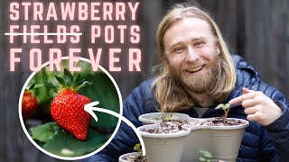 Planting Strawberries in Containers StepbyStep Guide for Beginners 🍓 [upl. by Regine]