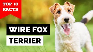 Wire Fox Terrier  Top 10 Facts [upl. by Lehcear668]