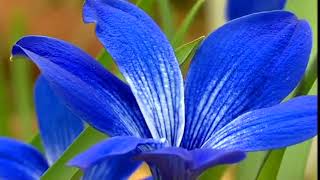 🔴 GardenersWorld 2022  Gardeners World episode 45 2022 [upl. by Eirot]