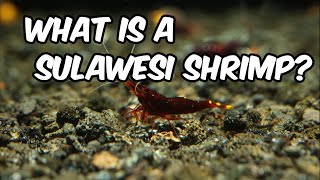 What is a Sulawesi Shrimp The Fascinating World of Sulawesi Shrimp Keeping and Breeding 🦐 [upl. by Tressia320]