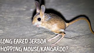 Long Eared Jerboa—The Hopping MouseTiny Kangaroo [upl. by Telimay]