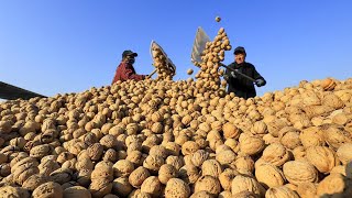 Modern Walnut Farming And Harvesting Technology  Walnut Processing Factory  Modern Farm ➤15 [upl. by Wootten482]