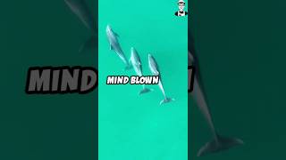 Amazing Facts About Dolphins Dolphins MarineLife AnimalIntelligence Wildlife OceanExploration [upl. by Dahsra]