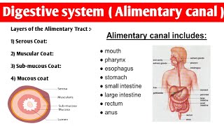 Alimentary Tract Anatomy  4 layers of alimentary canal  digestivesystem anatomy and physiology [upl. by Yraeht]